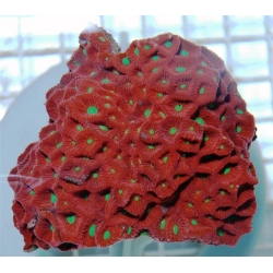 Коралл фавитес (мозговик) красный (Favites sp.)